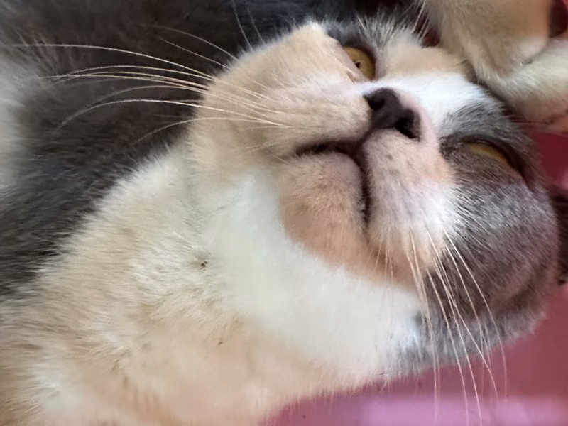 Gray-and-white adult female mixed-breed cat, Medium, shelter no. …0001