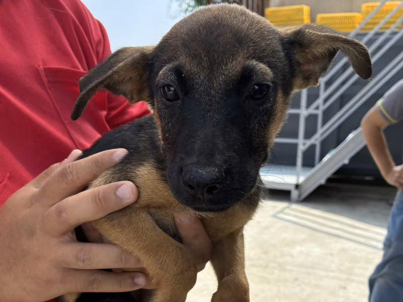 Black-and-tan young male mixed-breed dog, Small, shelter no. …7016