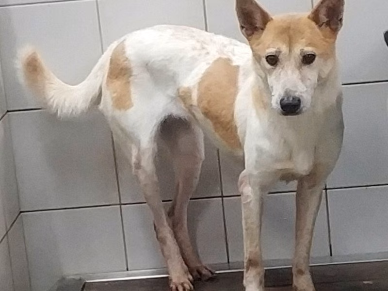Tan-and-white adult female mixed-breed dog, Medium, shelter no. …0406