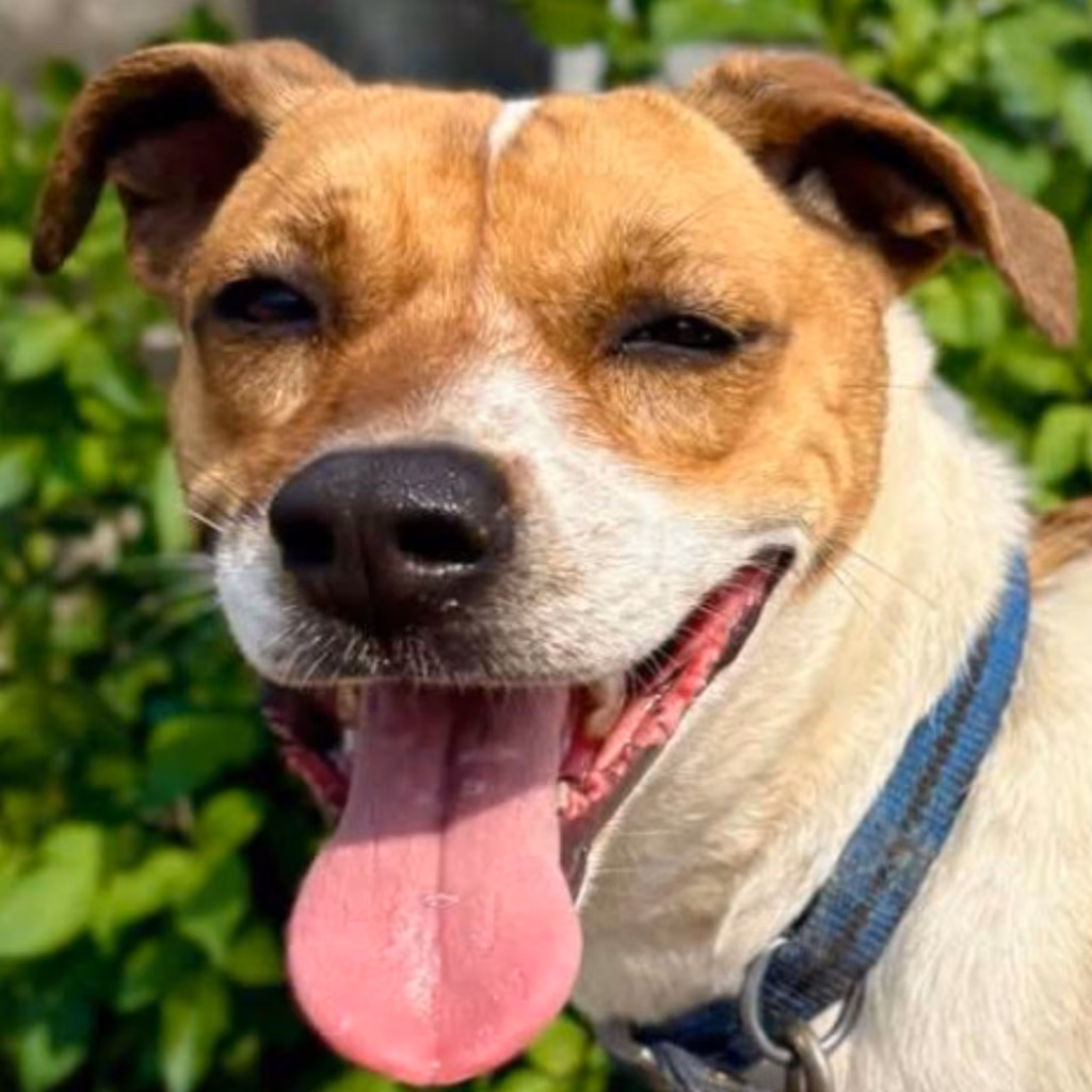 Tan-and-white adult female mixed-breed dog, Medium, shelter no. …4-22