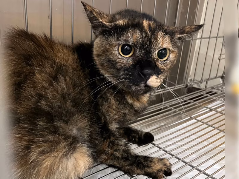 Adult female mixed-breed cat, Large, shelter no. …1001