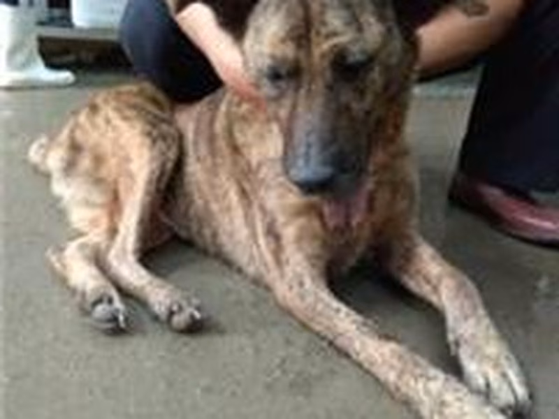 Tabby adult female mixed-breed dog, Medium, shelter no. …6002