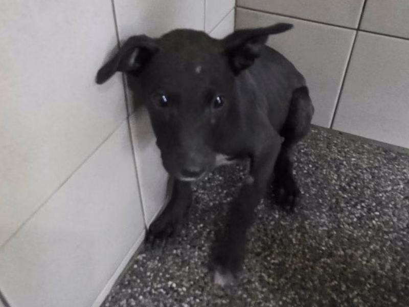 Black young female mixed-breed dog, Small, shelter no. …2301
