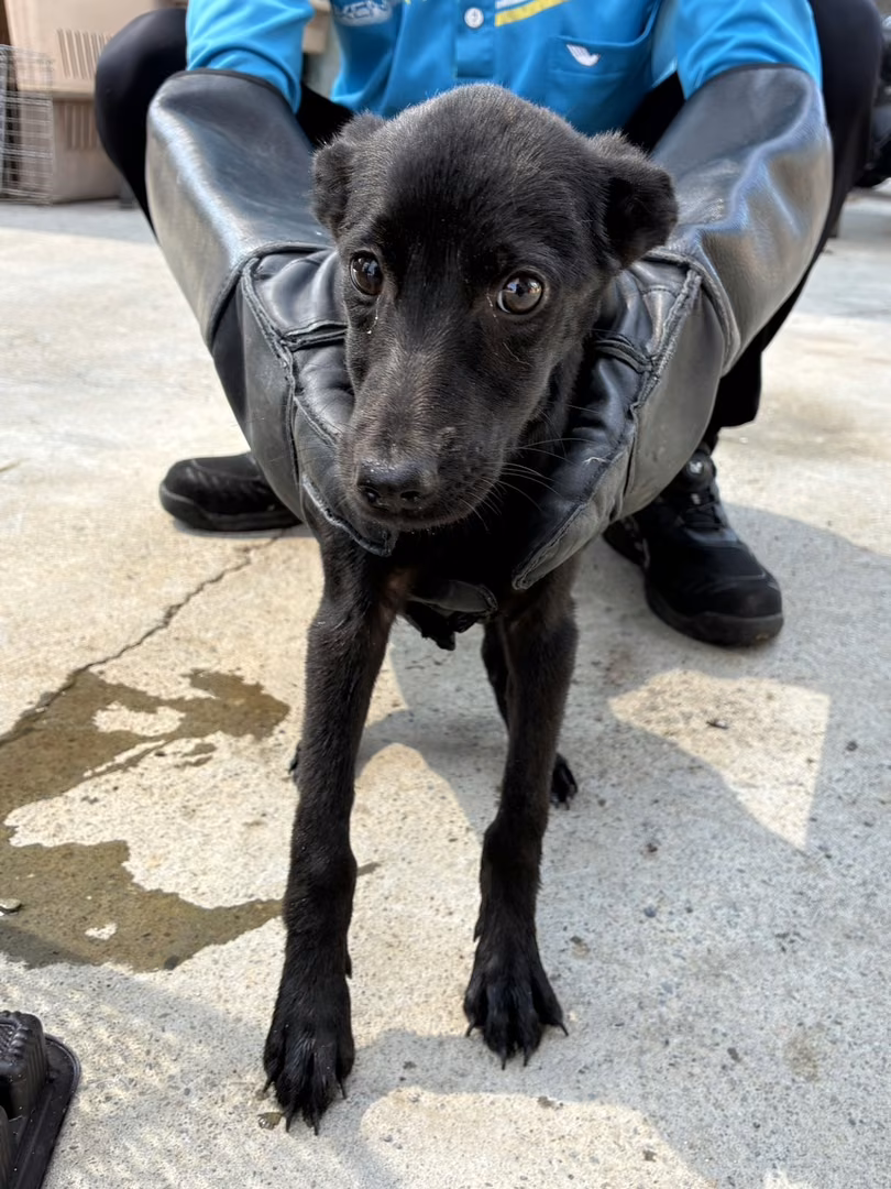 Black young female mixed-breed dog, Small, shelter no. …7020