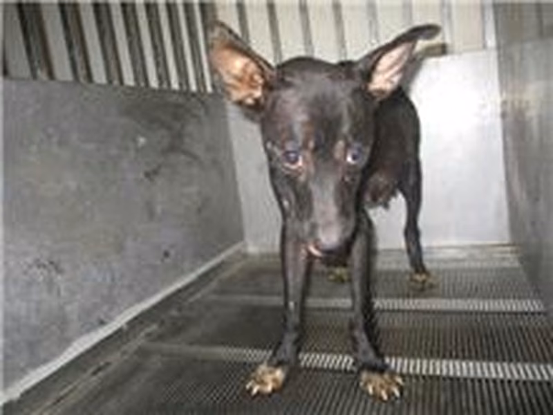 Black adult female mixed-breed dog, Medium, shelter no. …7006