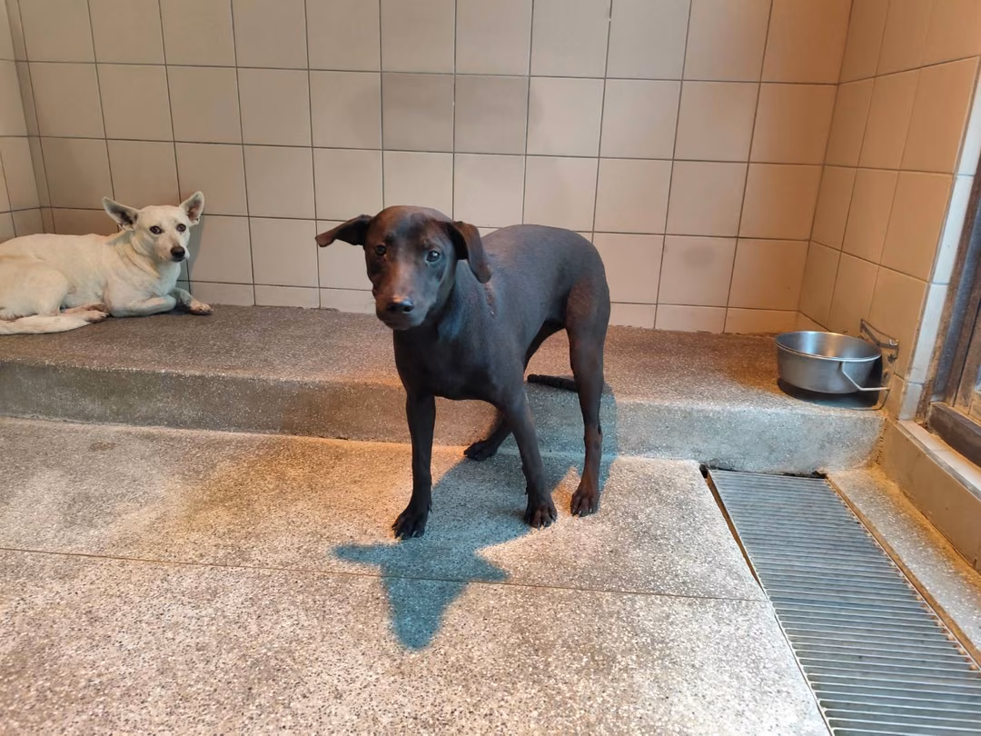 Black young female mixed-breed dog, Large, shelter no. …1601