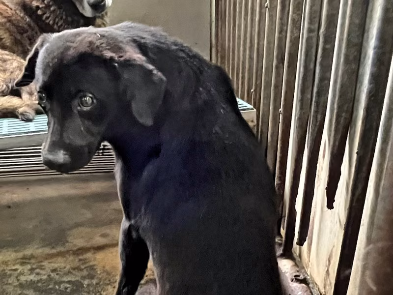 Black adult male mixed-breed dog, Medium, shelter no. …6005