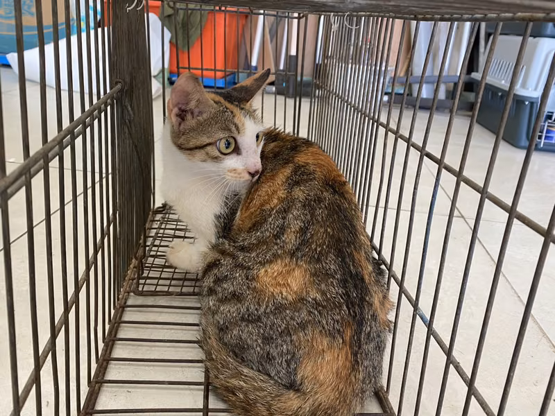 Calico adult female mixed-breed cat, Small, shelter no. …5C03