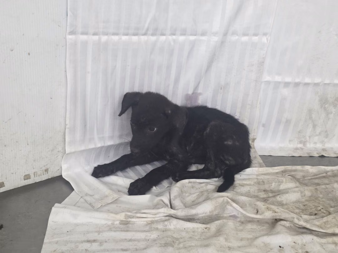 Black young female mixed-breed dog, Small, shelter no. …0604
