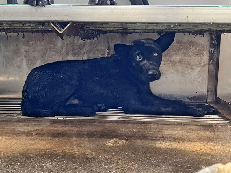 Black adult male mixed-breed dog, Medium, shelter no. …2004