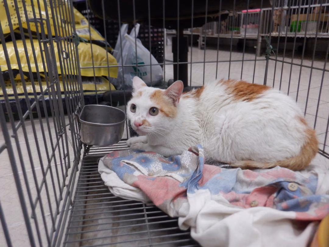 Orange-and-white adult female mixed-breed cat, Small, shelter no. …26C3