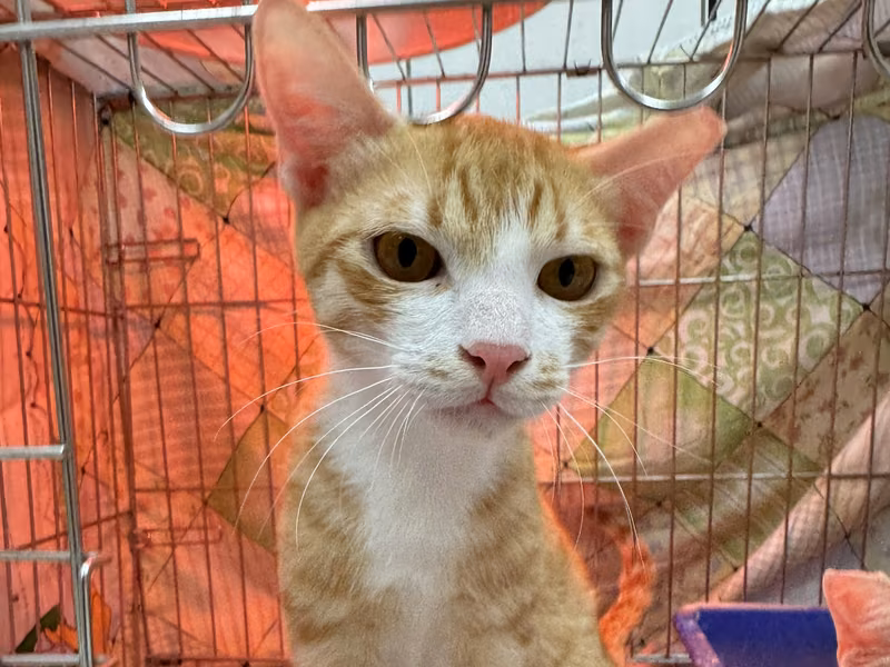 Orange tabby adult male mixed-breed cat, Small, shelter no. …3002