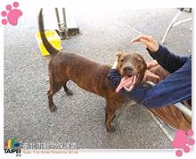 Tabby adult male mixed-breed dog, Medium, shelter no. …0711