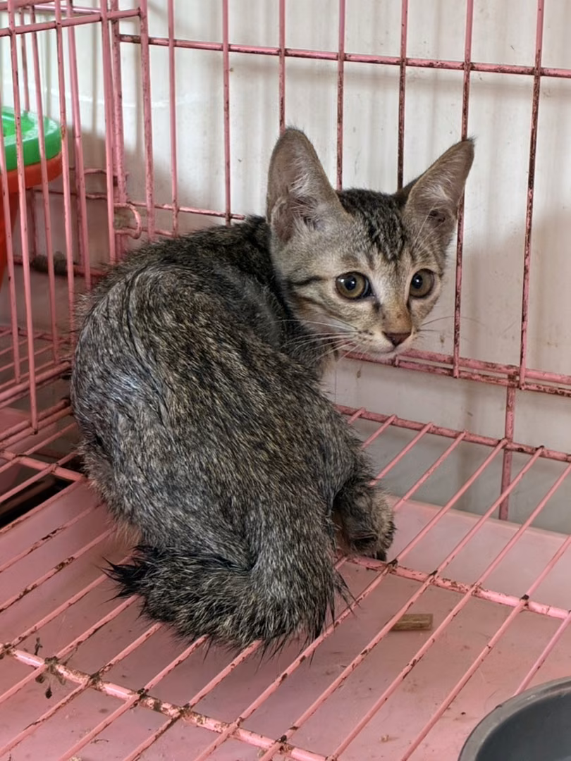 Tabby young male mixed-breed cat, Small, shelter no. …1003