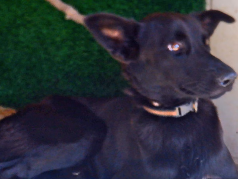 Black adult male mixed-breed dog, Medium, shelter no. …0741
