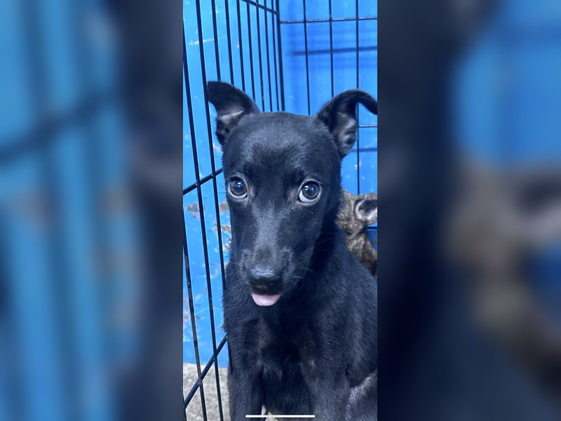 Black young female mixed-breed dog, Small, shelter no. …4005