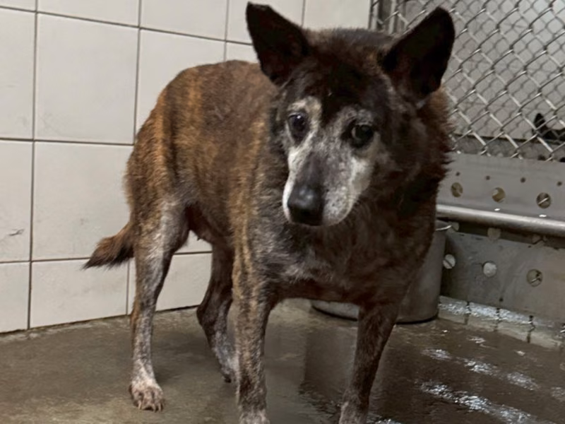 Tabby adult female mixed-breed dog, Small, shelter no. …6002