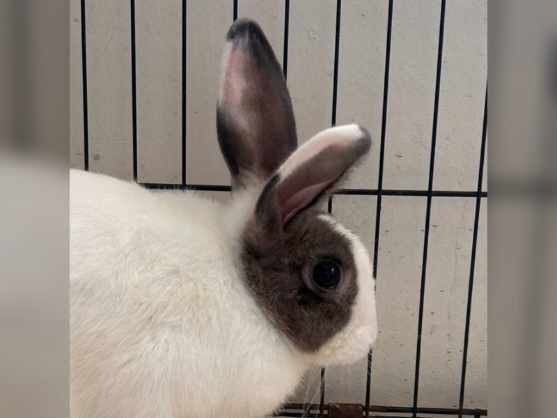 Conejo mestizo adulto (tricolor), Pequeño, refugio n.º …0001