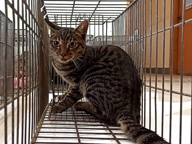 Young male mixed-breed cat, Small, shelter no. …0C04