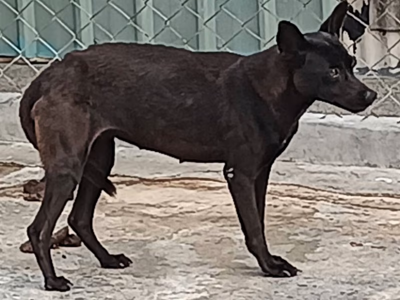 Black adult female mixed-breed dog, Large, shelter no. …005D