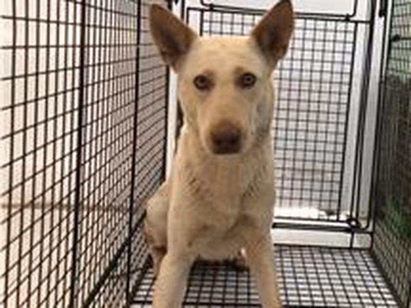White adult female mixed-breed dog, Medium, shelter no. …9D02