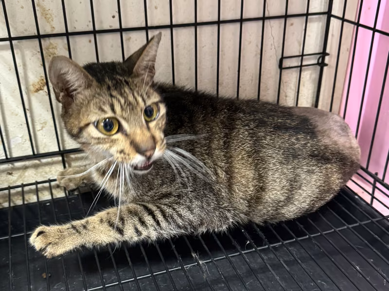 Tabby adult male mixed-breed cat, Large, shelter no. …7014