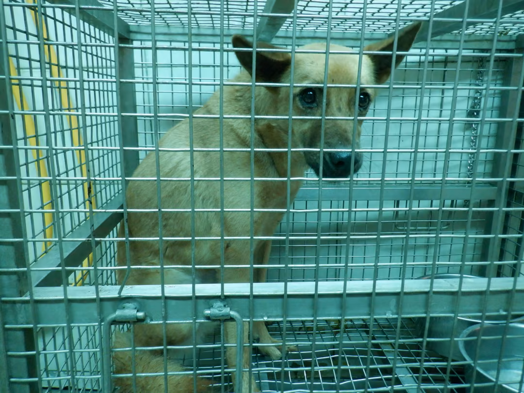 Tan adult female mixed-breed dog, Medium, shelter no. …3558