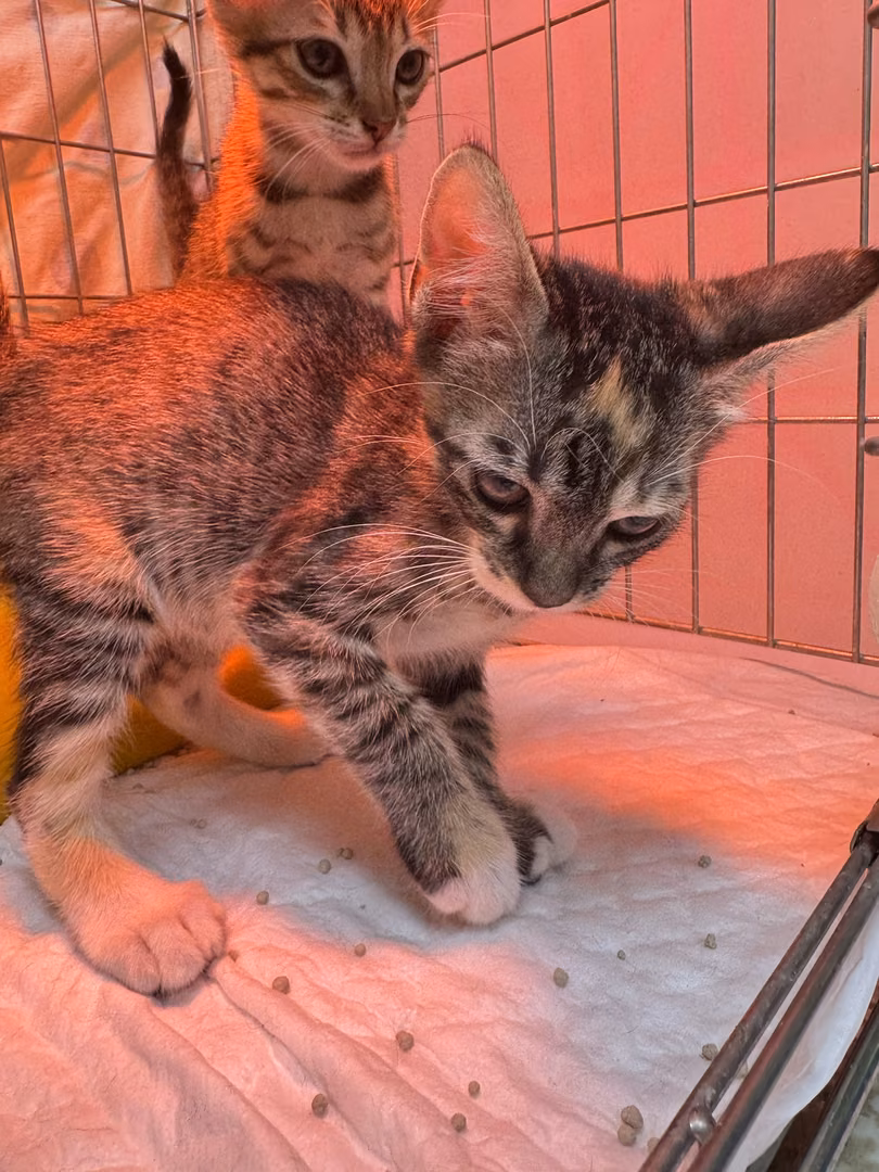 Calico young female mixed-breed cat, Small, shelter no. …6002