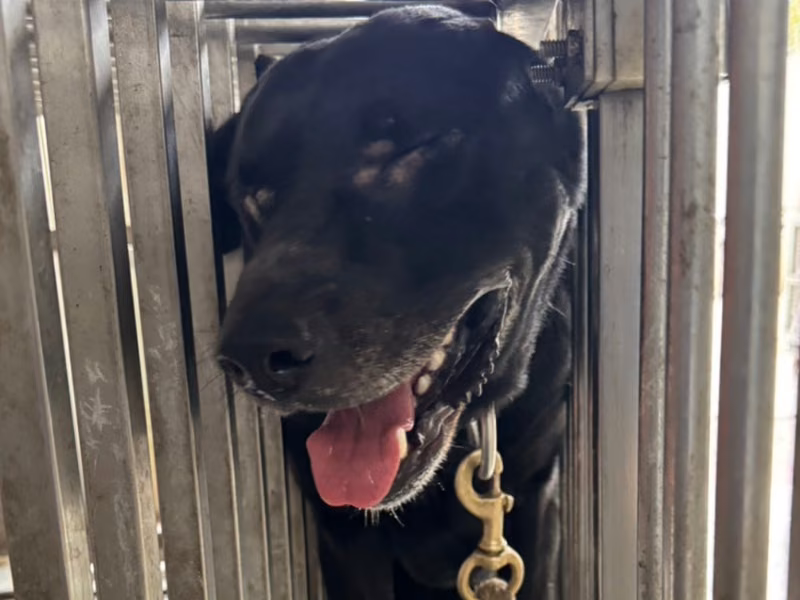 Black adult male mixed-breed dog, Large, shelter no. …2-04