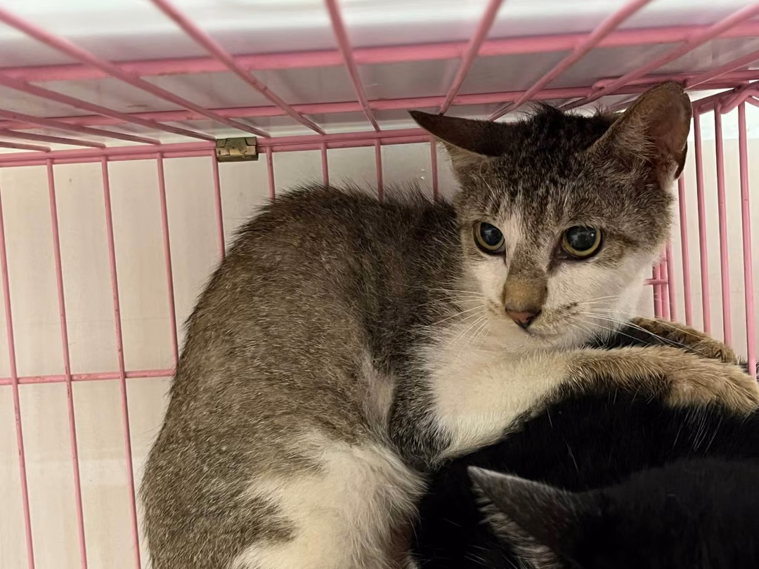 Tabby-and-white adult male mixed-breed cat, Medium, shelter no. …0707