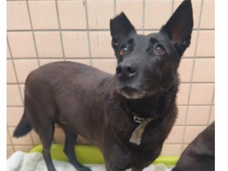 Black adult female mixed-breed dog, Medium, shelter no. …6003