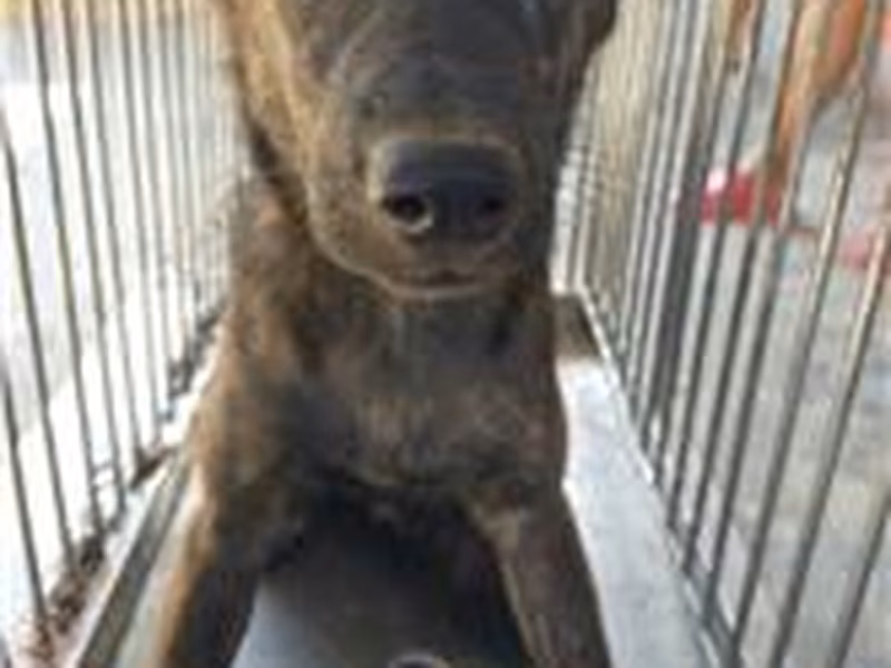 Tabby adult female mixed-breed dog, Large, shelter no. …8021