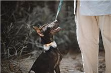 Black young male mixed-breed dog, Medium, shelter no. …0001