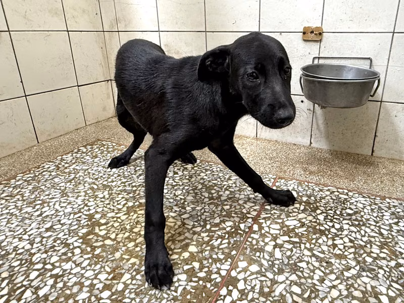 Black adult female mixed-breed dog, Medium, shelter no. …8A25