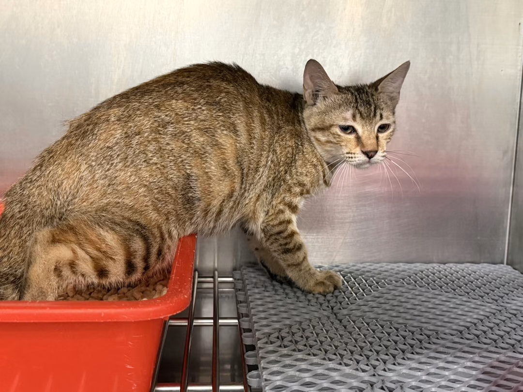 Black tabby adult female mixed-breed cat, Medium, shelter no. …3011