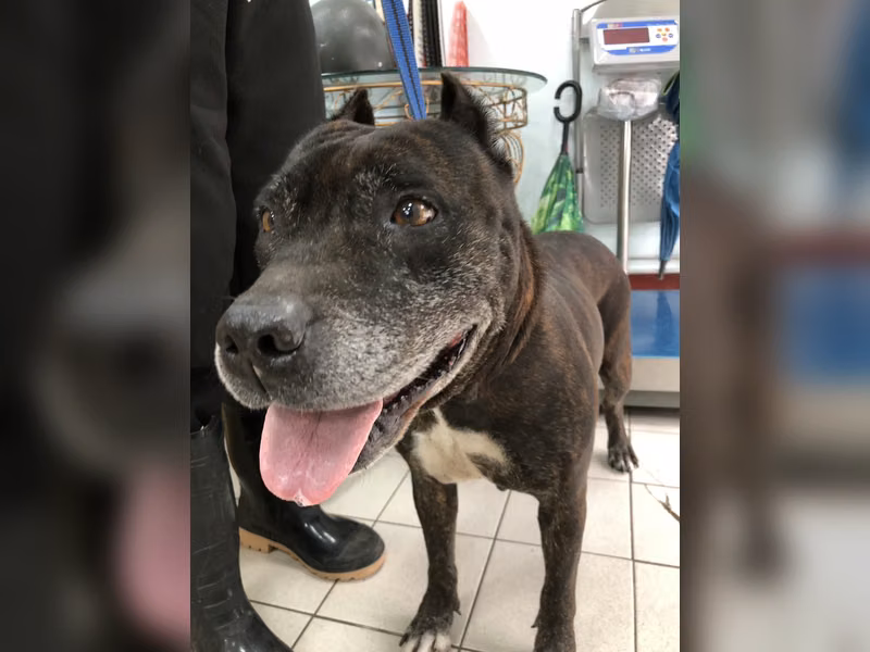 Tabby adult female mixed-breed dog, Medium, shelter no. …6020