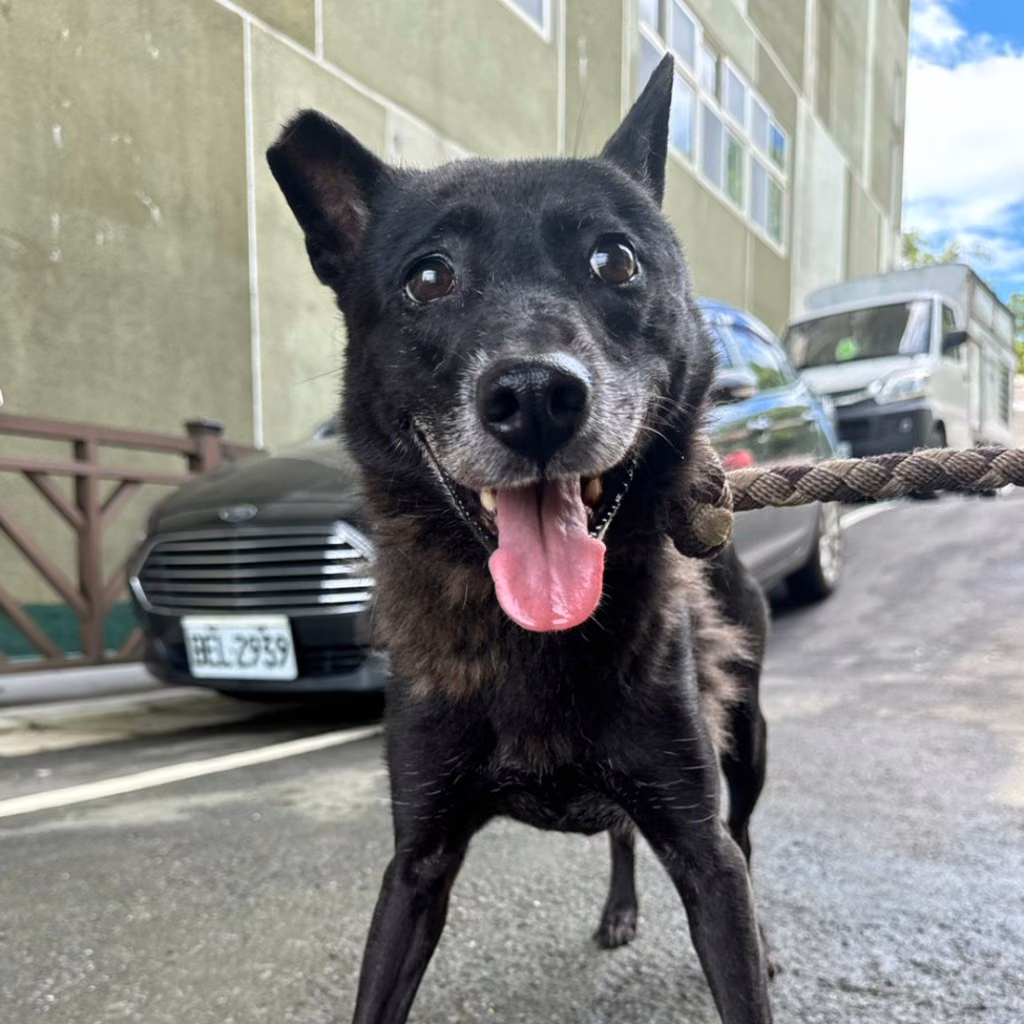 Black adult male mixed-breed dog, Medium, shelter no. …0001