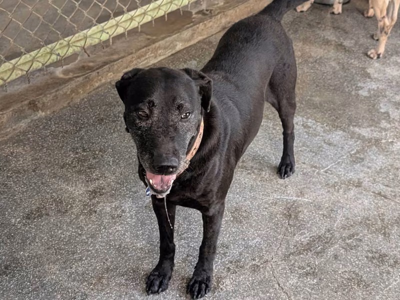 Black adult female mixed-breed dog, Large, shelter no. …1704