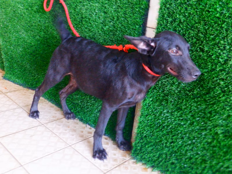 Black young male mixed-breed dog, Small, shelter no. …2885