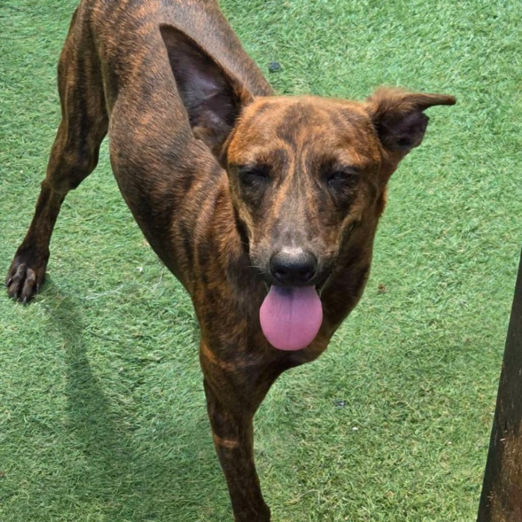 Tabby young female mixed-breed dog, Small, shelter no. …3-06