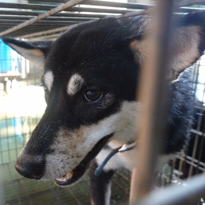 Black-and-white adult female Shiba Inu, Medium, shelter no. …0-06