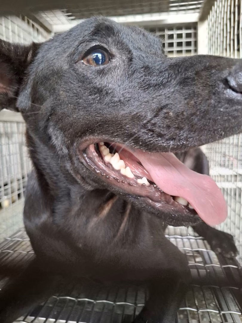 Black adult male mixed-breed dog, Medium, shelter no. …0-03