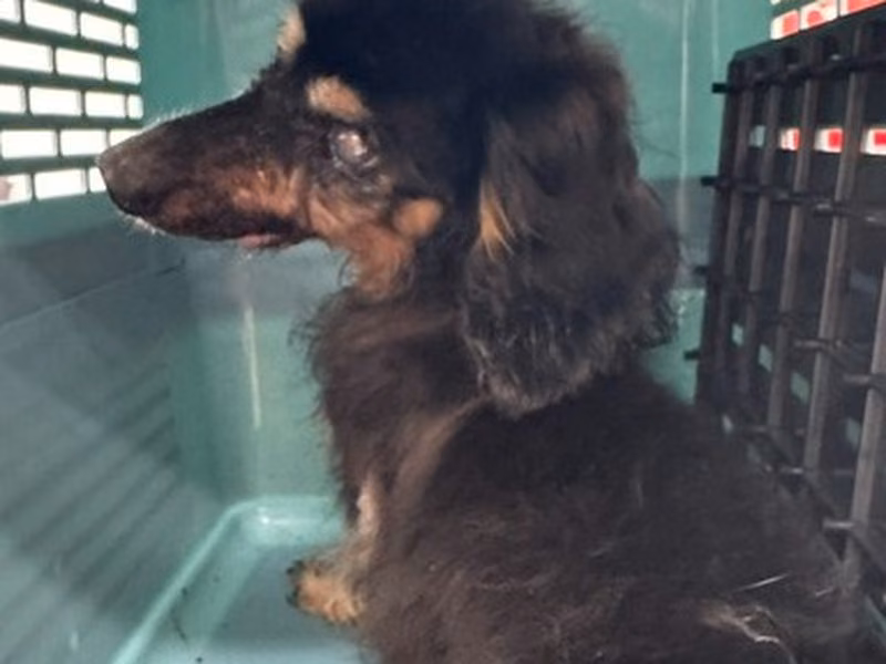 Black adult female dachshund, Medium, shelter no. …1005