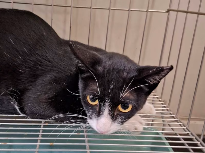 Young female mixed-breed cat, Small, shelter no. …5-01