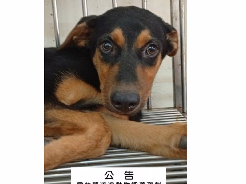 Black-and-tan adult male mixed-breed dog, Medium, shelter no. …045D