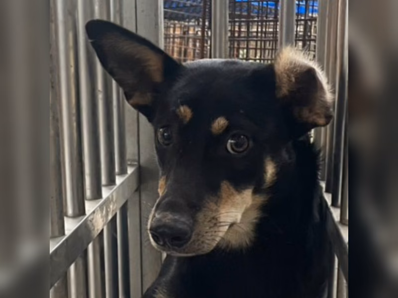 Black-and-tan adult female mixed-breed dog, Large, shelter no. …6016