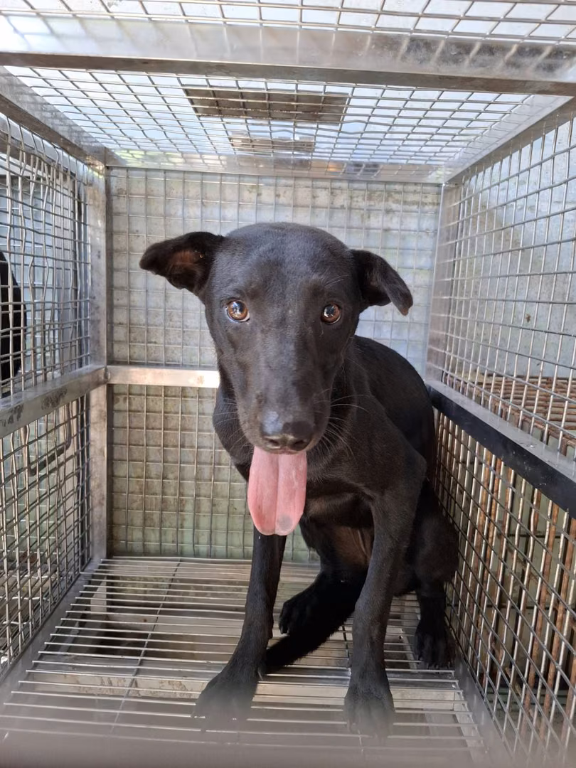 Black adult female mixed-breed dog, Medium, shelter no. …9-02