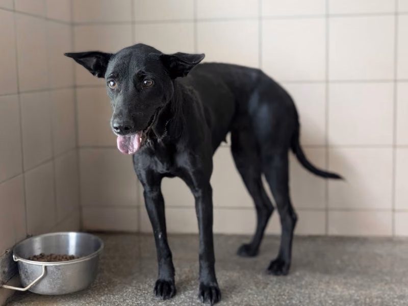 Black adult female mixed-breed dog, Large, shelter no. …2505