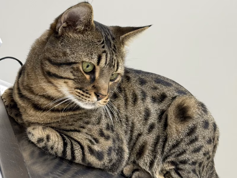 Tabby adult male mixed-breed cat, Small, shelter no. …3010