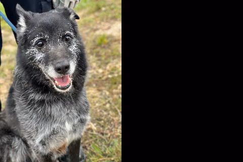Choto / Menta, Senior · Male · Mixed breed